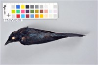 藏品(小卷尾)的圖片